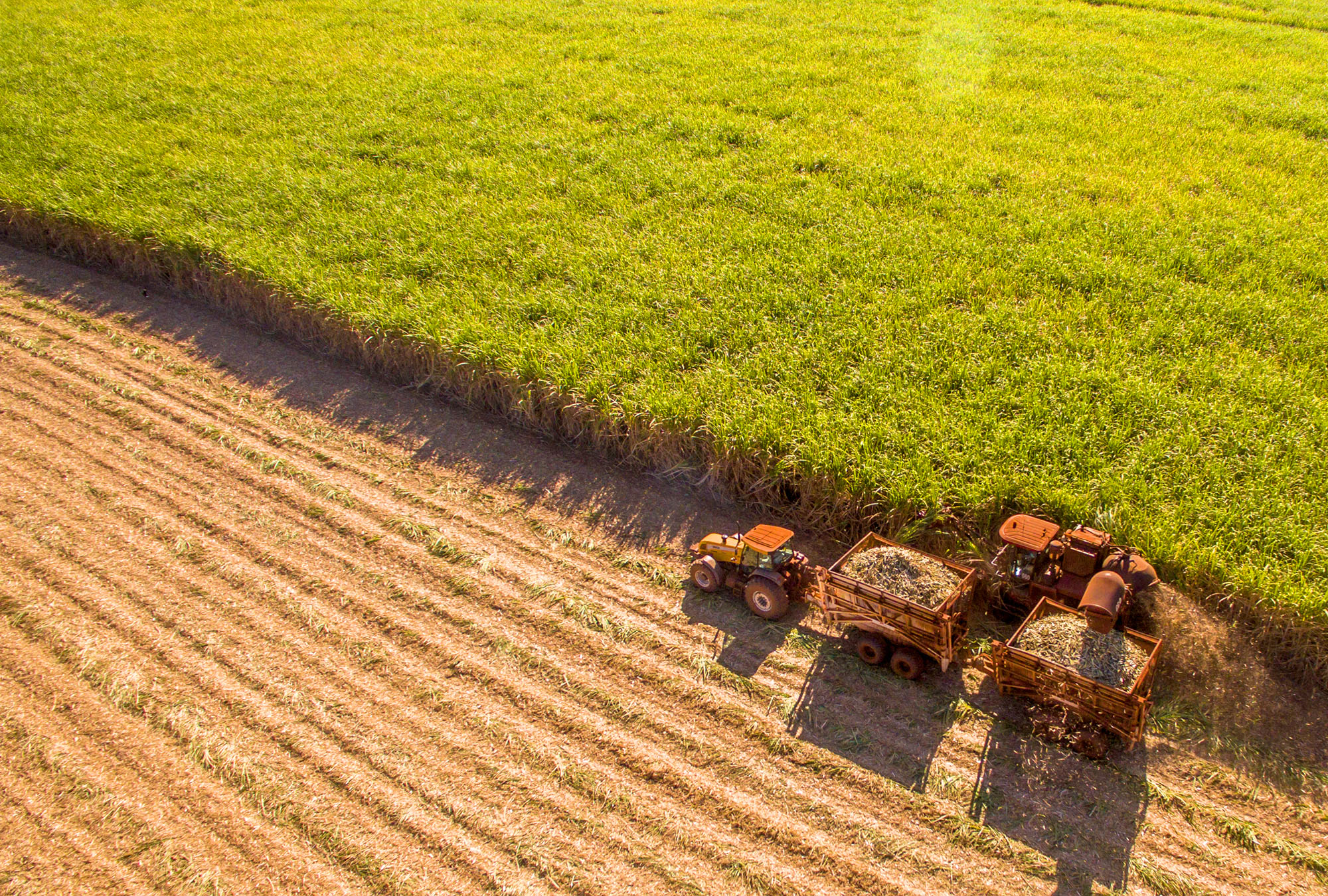 Sugar cane hasvest plantation aerial